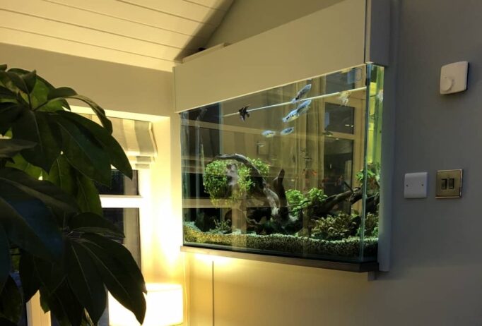 Built-in wall aquarium in modern home