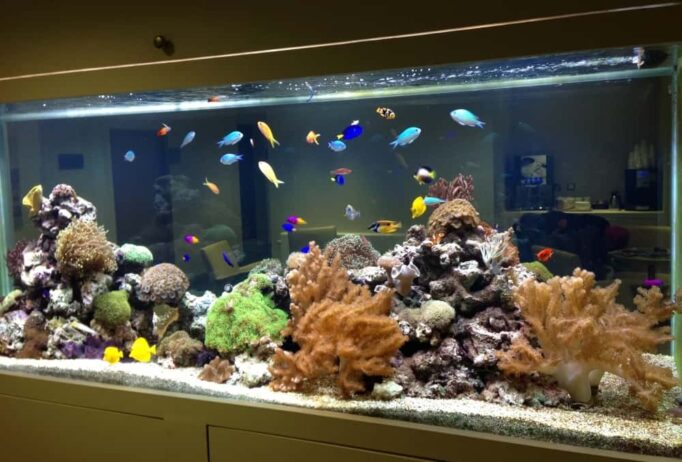 Saltwater aquarium with live rock in modern space