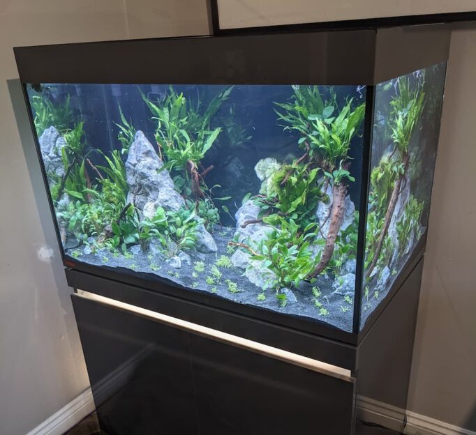 Corner freshwater aquarium with aquatic plants.