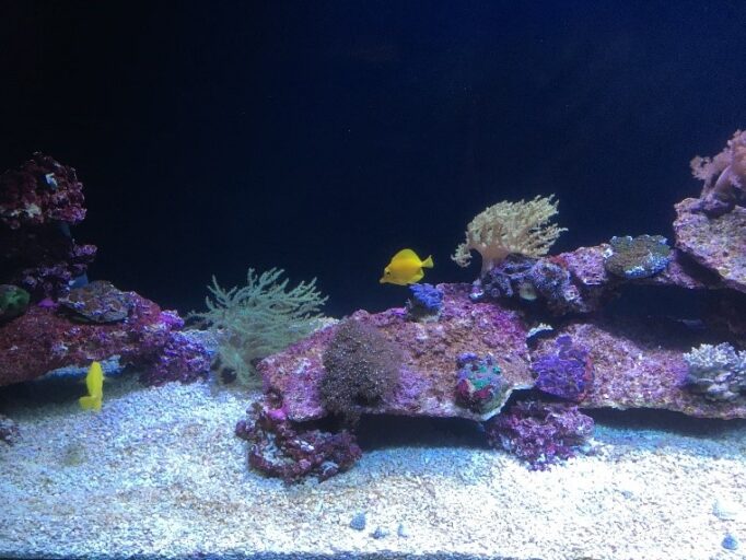 Marine aquarium with corals and reef fish in blue lighting