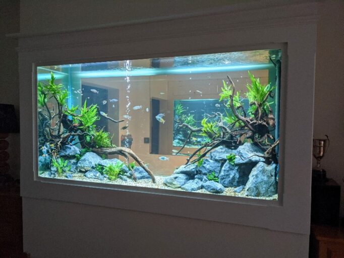 Freshwater aquarium with green plants and tropical fish.