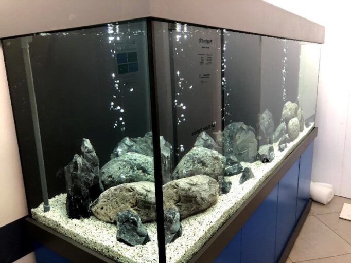 Corner aquarium with stone and bubble features.