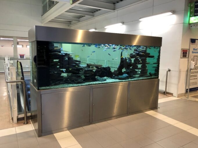 Reef aquarium with soft coral and marine fish.