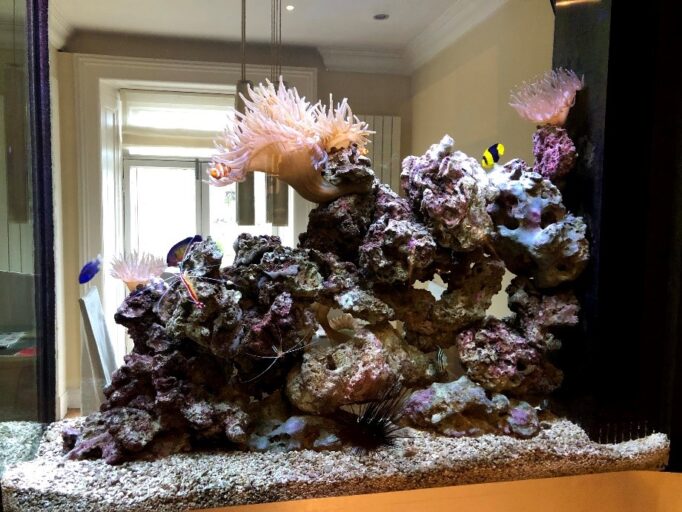 Reef aquarium with soft coral and marine fish.