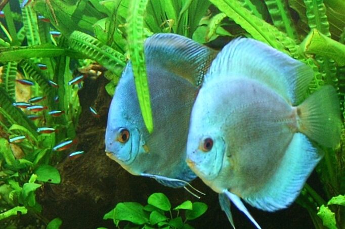 Close-up of two blue discus fish in a planted aquarium.
