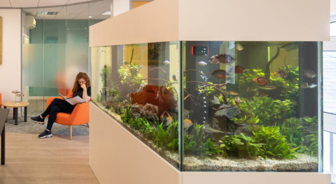 bespoke office freshwater aquarium - Corner aquarium installation in a stylish home interior.