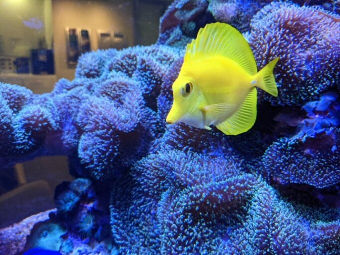 large in-wall reef aquarium yellow fish blue reef - Yellow tang among blue coral in a saltwater aquarium.