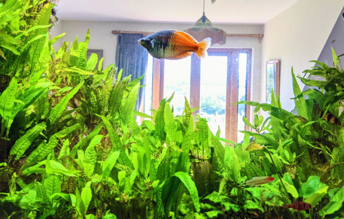 Freshwater aquarium with lush green plants and guppy fish.